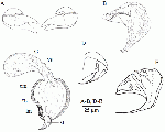 Uncinorhynchus vorago nov. sp. A, proboscis hooks (from a whole-mount). B, stylet (from a whole-mount). C, copulatory organ (from a live individual). Uncinorhynchus flavidus D, stylet (from South Georgia; SMNH no. 53053). E, stylet (from Finland; after Karling, 1947).