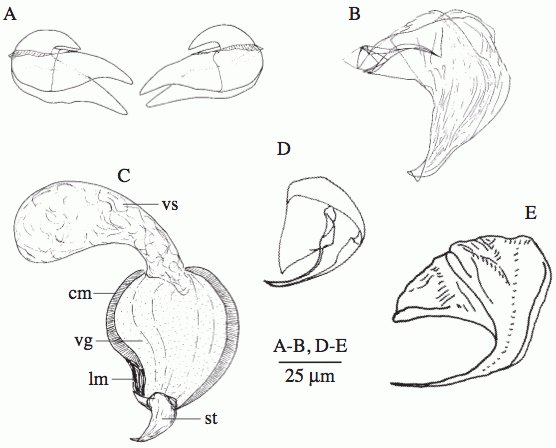 Uncinorhynchus vorago