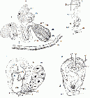 Proceropharynx profundum nov. sp. A, reconstruction of the pharynx from the right side (from the holotype; radial muscles and gland necks in proximal part not shown for reasons of clarity). B, copulatory organ (from a live individual). C, reconstruction of the atrial organs from the right side (from the holotype). D, reconstruction of the male genital system (from the holotype).