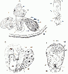 Proceropharynx profundum nov. sp. A, reconstruction of the pharynx from the right side (from the holotype; radial muscles and gland necks in proximal part not shown for reasons of clarity). B, copulatory organ (from a live individual). C, reconstruction of the atrial organs from the right side (from the holotype). D, reconstruction of the male genital system (from the holotype).