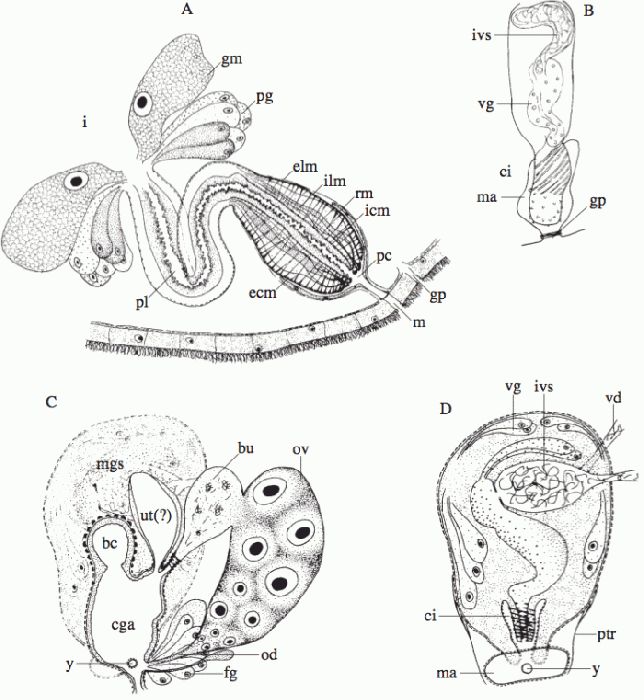 Proceropharynx profundum