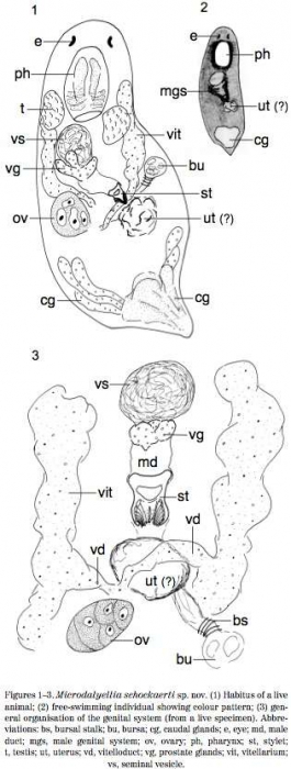 Microdalyellia schockaerti