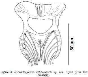 Microdalyellia schockaerti