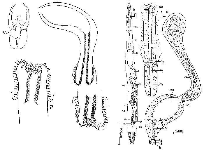 Cheliplana marcusi