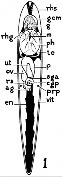 Protoascus wisconsinensis