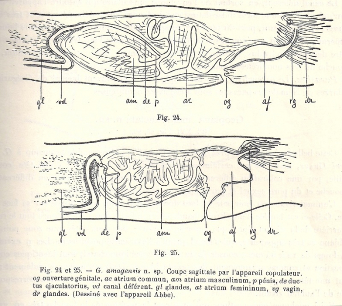 Geoplana amagensis