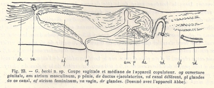 Geoplana becki