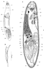Acirrostylus poncedeleoni