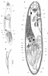 Acirrostylus poncedeleoni