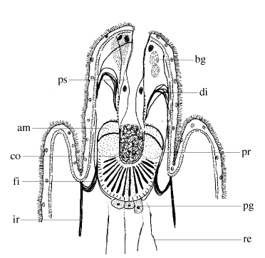 Acirrostylus poncedeleoni