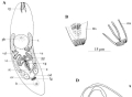 Platyhelminthes (flatworms)