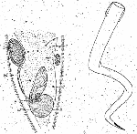 Microstomum bispiralis