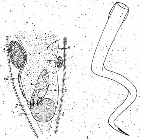 Microstomum bispiralis