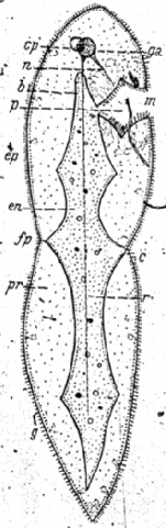 Microstomum bispiralis