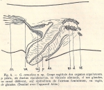 Geoplana cameliae