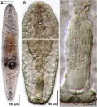 Acoelomorpha (acoelomorphs)