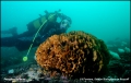 pentapora foliacea