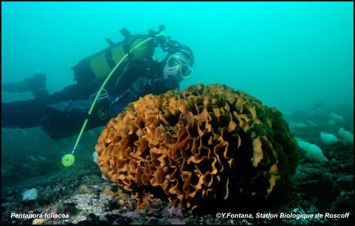 pentapora foliacea