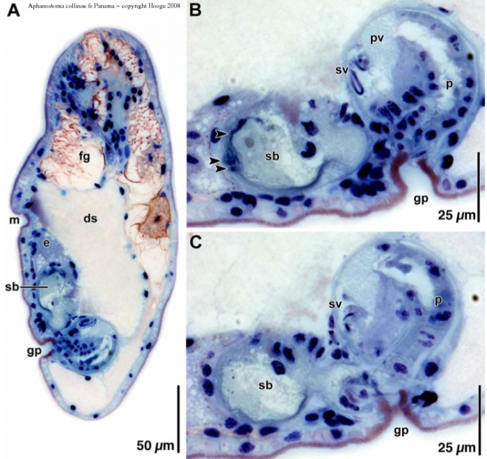 Aphanostoma collinae Aphanostoma collinae