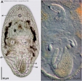 Acoelomorpha (acoelomorphs)