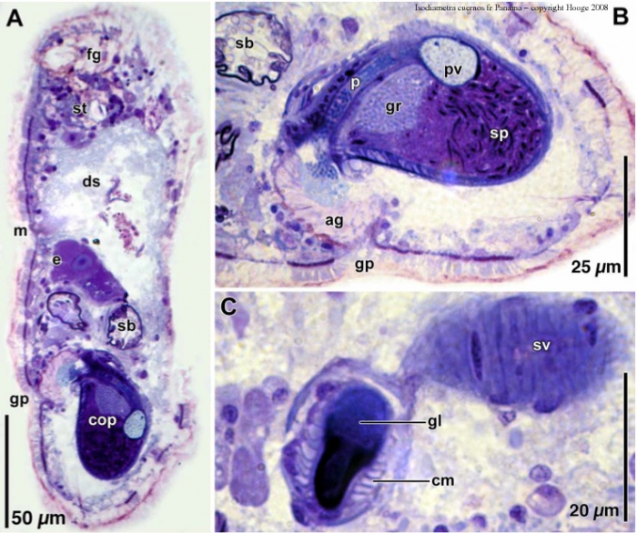 Isodiametra cuernos