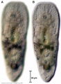 Acoelomorpha (acoelomorphs)