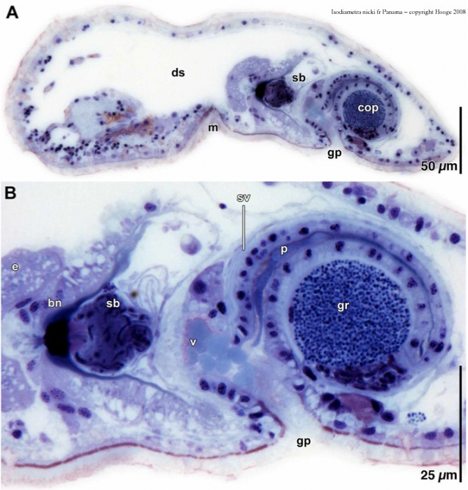 Isodiametra nicki