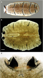 Maritigrella newmanae