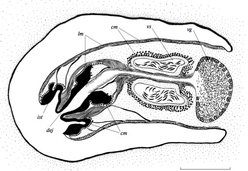 Otomesostoma arovi