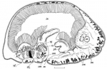 Baikalotomesostoma stomi