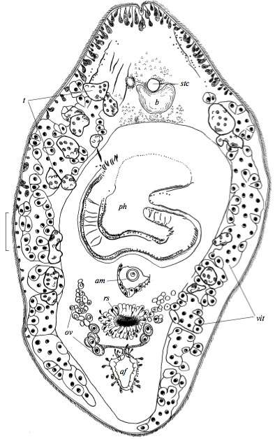 Baikalotomesostoma stomi