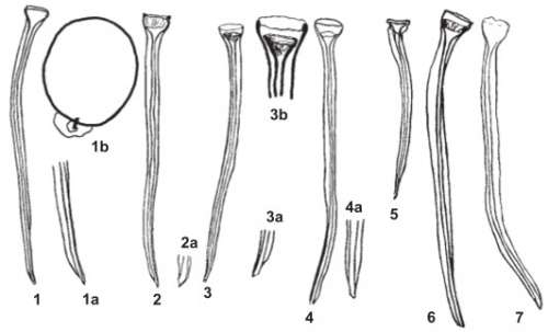 Opisthocystis wilkei wilkei