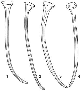 Opisthocystis wilkei elegans