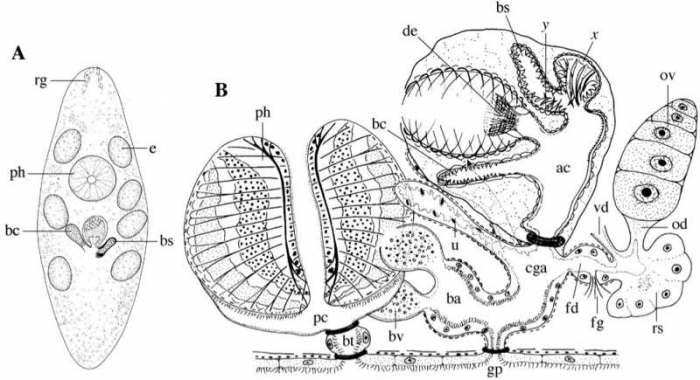 Castrada purgatorialis