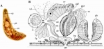 Strongylostoma devleeschouweri