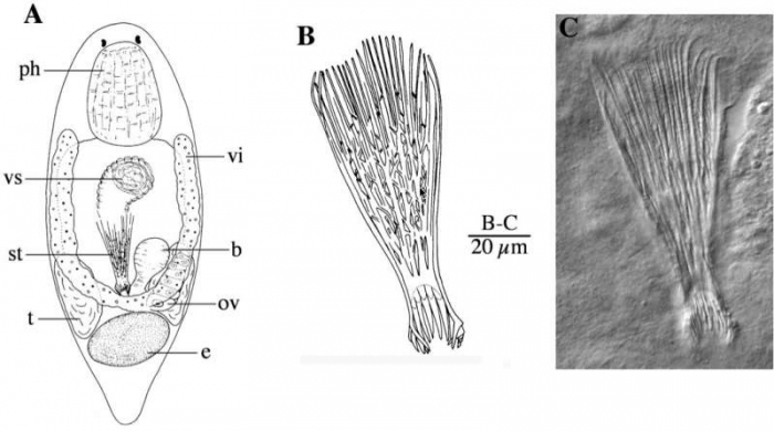 Fig 9