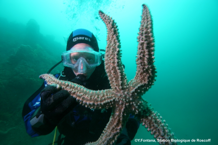 marthasterias glacialis