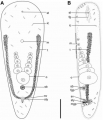 Acoelomorpha (acoelomorphs)