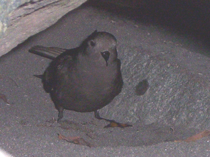 Wilson's Storm Petrel at nest Wilson's Storm Petrel at nest