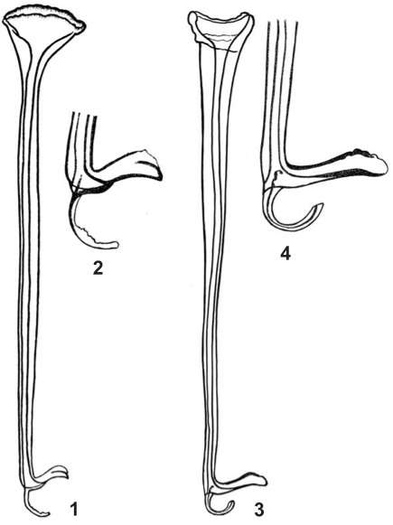 Opisthocystis riegeri