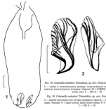 Cohenella rudenkoi