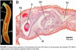 Fig.7