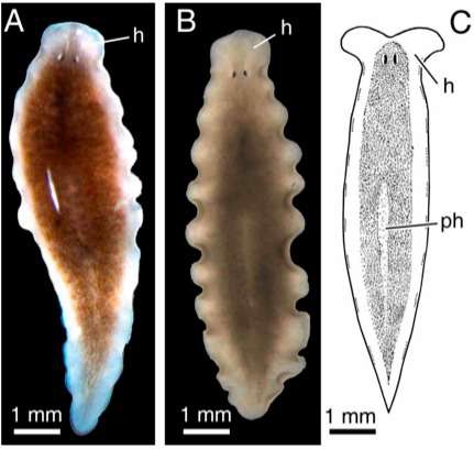 Fig. 8