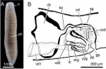 Fig 10