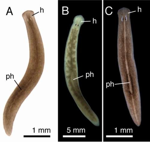 Fig. 12