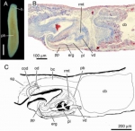 Fig 15