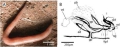 Platyhelminthes (flatworms)