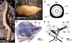 Microplana robusta. (?D) Specimens from Fragas do Eume: (A), extended living animal during movement; (B) living animal, resting; (C) diagrammatic transverse section through the pharynx, showing the arrangement of the rows of longitudinal and circular muscles; (D) holotype ZMA V.Pl. 6857.1, sagittal section of the copulatory apparatus; anterior to the left. (E) Holotype ZMA V.Pl. 6857.1, sagittal reconstruction of the copulatory apparatus; anterior to the left.