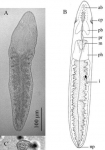 Fig 3 A, B