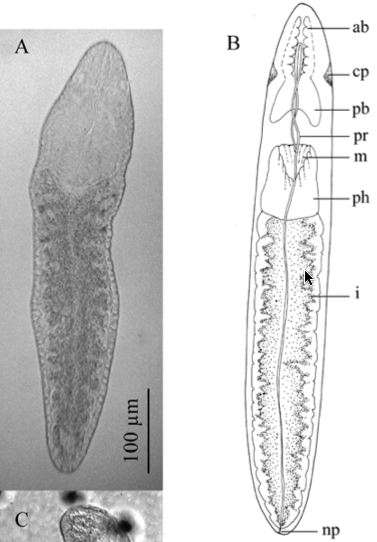 Fig 3 A, B